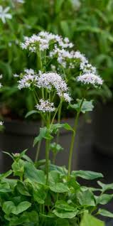 Image result for Valeriana