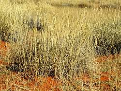 Image result for Centropodia