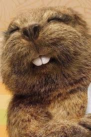 If You Re Happy And You Know It Say Meow Sweet Beaver Iphone 5 Case Cute Animals Animals Funny Animals