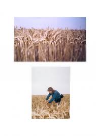 Plante bune premergătoare pentru grâul de toamnă: Licenta Studiu Privind Tehnologia Aplicata Pe Fazele De Vegetatie La Cultura Graului De Toamna 320706 Graduo