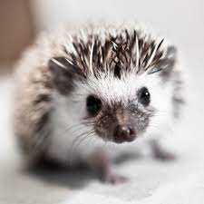 Baby African Pygmy Hedgehog Pygmy Hedgehog Cute Animals Cute Hedgehog