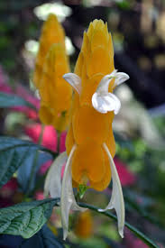 Image result for Pachystachys lutea