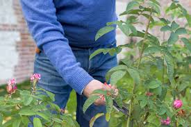 Image result for cuttings of roses