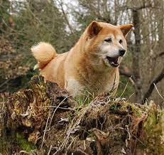 Shiba Inu Price How Much Do Shiba Dog Puppies Cost Shiba Inu Price Puppy Adoption Breeders What They Cost Japanese Shiba In Shiba Inu Puppy Shiba Inu Puppies
