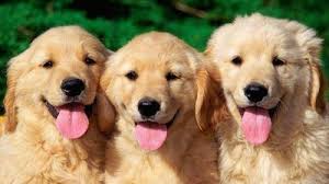 Tentang Anjing-anjing di Kampungku Halaman all