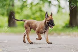 Belgian shepherds have been around for a couple hundred years, but the separation of the breeds began in the late 19th century. Schone Braune Belgian Shepherd Malinois Lizenzfreie Fotos Bilder Und Stock Fotografie Image 42429511