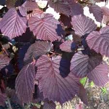 Image result for Grewia avellana