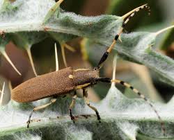 Image result for Arthropteris anniana