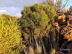 Image result for Searsia anchietae