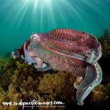 Image result for Queenslandiella