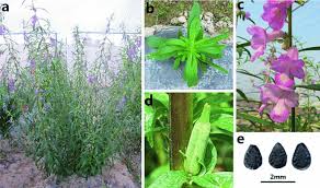 Image result for Sesamum angustifolium