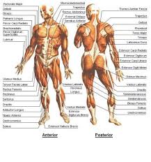 Human Body Muscle Diagram All The Muscles Of The Human