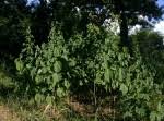 Image result for Abutilon angulatum