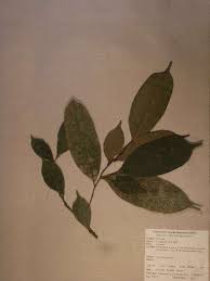 Image result for Treculia