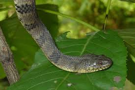 Florida green water snake crossing a rural road. Water Snakes In Missouri 8 Species With Pictures Wildlife Informer