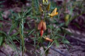 Image result for Crotalaria podocarpa