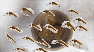 ٣ حيل ذكية للتخلص من الناموس او البعوض ستغير حياتك نهائيا لكى تنعمى انتى واولاك بنوم هادئ Youtube