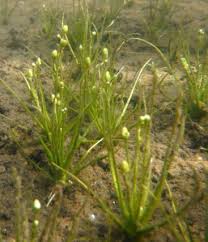 Image result for Subularia