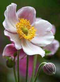 132 Best Anemone Ranunculaceae Images On Pinterest Amazing Flowers Beautiful Pink Flowers Beautiful Flowers