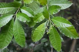 Image result for Rauvolfia vomitoria