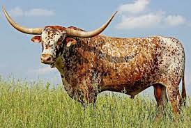 200 Bulls Ideas In 2021 Cattle Bull Cow Bull