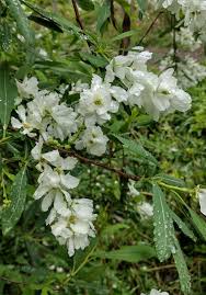 Image result for Exochorda
