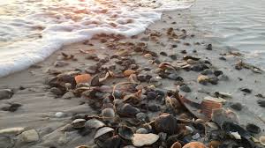 Stay in sanibel island 's best hotels! Best Beaches For Finding Seashells Florida S Sanibel Island More