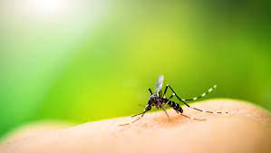 Tips to keep mosquitoes away. Fact Check Listerine Products Don T Kill Mosquitoes