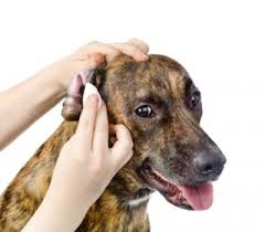 There are many products available to help you clean your dog's ears. Three Easy Steps To Clean Your Dogs Ears Argos Pet Insurance