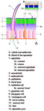 Arthropod Wikipedia