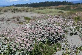 Image result for Cyrtorchis glaucifolia