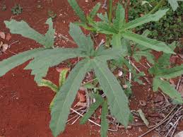 Image result for Abelmoschus