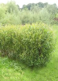 We did not find results for: Willow Hedges And Windbreaks