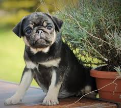 Small Dog Breeds With Black And Brown Fur Black And Tan Pug Dog Coats Rare Dogs Cute Animals