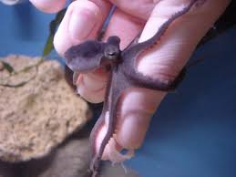 Pin By Marinebio Conservation Society On Melancholia Octopus Tiny Octopus Saltwater Aquarium