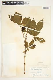 Image result for Vitex ferruginea