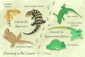 how to choose and care for a pet lizard