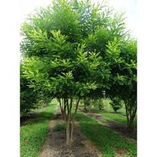 Sophora Japonica Japanischer Schnurbaum Perlschnurbaum Honigbaum Mehrstammig Baumschule Newgarden Baumschule Bodendecker Baum