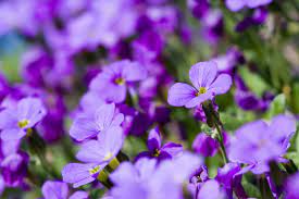 Ideal boyfriend always brings flowers to a date and gives flowers for special occasions. All About Violets The February Birth Month Flower Russian Flora Blog Russian Flora Blog