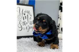 Use the search tool below and browse. Mini Dachshund Puppies For Sale From Reputable Dog Breeders