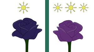 As petals get their nourishment through stem, the idea is to split the stem into several channels and dip each one in a different colored water. 3 Ways To Grow Black Roses Wikihow