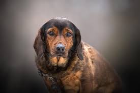 Image result for alpský brakýř jezevčíkovitý