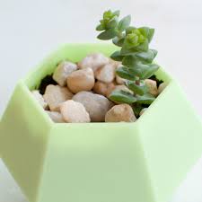 Of course i couldn't cover every single recipe or use, but i tried my best to give a basic overview of the differences between flowers, honey and cacti. How To Grow Healthy Succulents The Easy Way Wearable Planter
