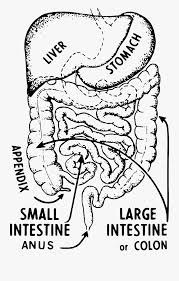 Large Intestine Drawing Intestines Coloring Page Free Transparent Clipart Clipartkey The largest i have ever made is on a 4.5 radius for a captain america shield, but you can go as big or small as you need. large intestine drawing intestines