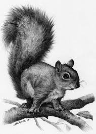 A Squirrel Drawing Animal Drawings Pencil Drawings Of Animals Animal Art