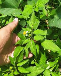 Image result for Bidens biternata