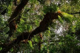 Image result for Drynaria volkensii