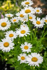 Find Out Your Birth Month Flower And Meaning Behind It Birth Month Flowers Month Flowers Dog Friendly Garden