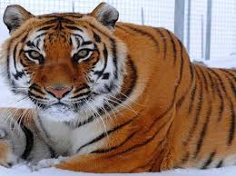 Safe Haven Rescue Zoo Animal Sanctuary Wild Animal Sanctuary Family Vacation Destinations