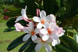 Cuttings Maui Plumeria Gardens Plumeria Frangipani Pink Windmill